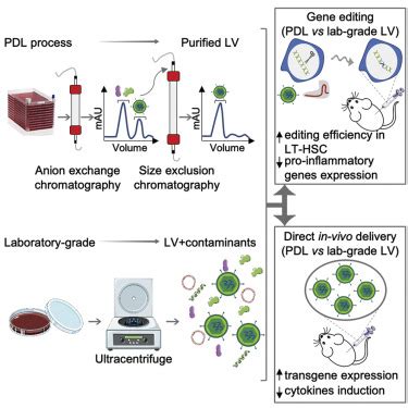 lv purification|lab scale lvs production.